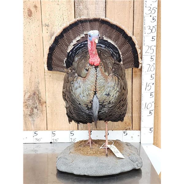 Gould's Turkey Full Body Bird Taxidermy