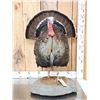 Image 1 : Gould's Turkey Full Body Bird Taxidermy