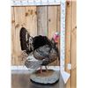 Image 2 : Gould's Turkey Full Body Bird Taxidermy