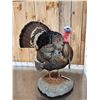 Image 3 : Gould's Turkey Full Body Bird Taxidermy