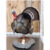 Image 4 : Gould's Turkey Full Body Bird Taxidermy