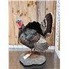 Image 5 : Gould's Turkey Full Body Bird Taxidermy