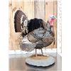 Image 6 : Gould's Turkey Full Body Bird Taxidermy