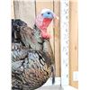 Image 7 : Gould's Turkey Full Body Bird Taxidermy