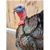 Image 8 : Gould's Turkey Full Body Bird Taxidermy