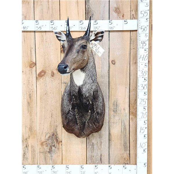 Indian Nilgai Full Body Taxidermy Mount
