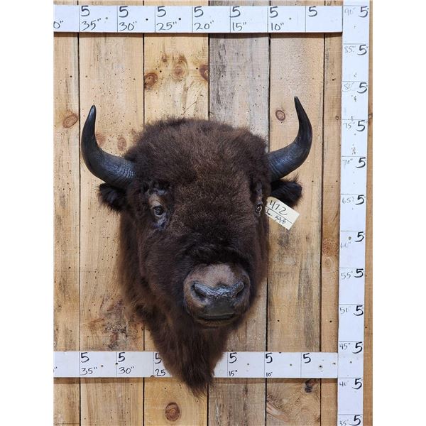 American Bison Buffalo Shoulder Mount Taxidermy