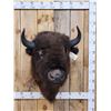 Image 1 : American Bison Buffalo Shoulder Mount Taxidermy