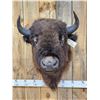 Image 2 : American Bison Buffalo Shoulder Mount Taxidermy