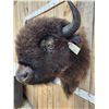 Image 3 : American Bison Buffalo Shoulder Mount Taxidermy