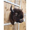 Image 4 : American Bison Buffalo Shoulder Mount Taxidermy
