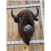 Image 5 : American Bison Buffalo Shoulder Mount Taxidermy