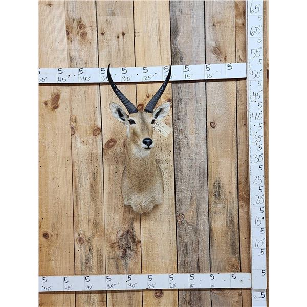 African Reedbuck Shoulder Mount Taxidermy