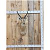 Image 1 : African Reedbuck Shoulder Mount Taxidermy