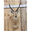 Image 2 : African Reedbuck Shoulder Mount Taxidermy