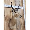 Image 3 : African Reedbuck Shoulder Mount Taxidermy