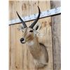 Image 4 : African Reedbuck Shoulder Mount Taxidermy