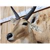 Image 5 : African Reedbuck Shoulder Mount Taxidermy