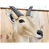 Image 6 : African Reedbuck Shoulder Mount Taxidermy