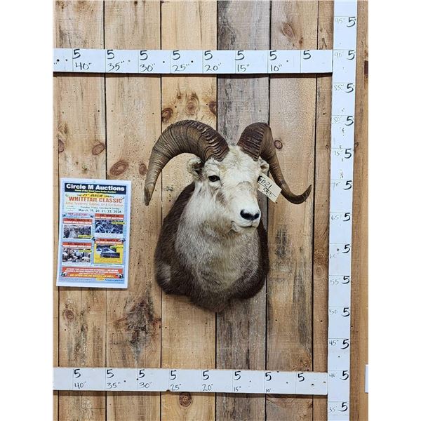 Stone Sheep Shoulder Mount Taxidermy