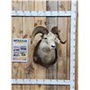 Image 1 : Stone Sheep Shoulder Mount Taxidermy