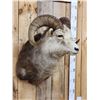 Image 2 : Stone Sheep Shoulder Mount Taxidermy