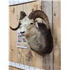 Image 3 : Stone Sheep Shoulder Mount Taxidermy