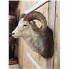 Image 4 : Stone Sheep Shoulder Mount Taxidermy