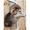 Image 5 : Stone Sheep Shoulder Mount Taxidermy