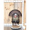 Image 1 : Rio Grande Turkey Full Body Bird Taxidermy