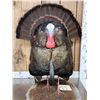Image 2 : Rio Grande Turkey Full Body Bird Taxidermy