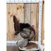 Image 3 : Rio Grande Turkey Full Body Bird Taxidermy