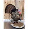 Image 4 : Rio Grande Turkey Full Body Bird Taxidermy