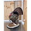 Image 5 : Rio Grande Turkey Full Body Bird Taxidermy