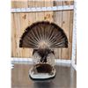 Image 6 : Rio Grande Turkey Full Body Bird Taxidermy