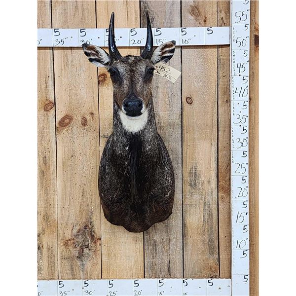 Indian Nilgai Shoulder Mount Taxidermy