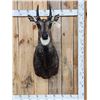 Image 1 : Indian Nilgai Shoulder Mount Taxidermy