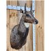 Image 2 : Indian Nilgai Shoulder Mount Taxidermy