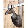 Image 3 : Indian Nilgai Shoulder Mount Taxidermy