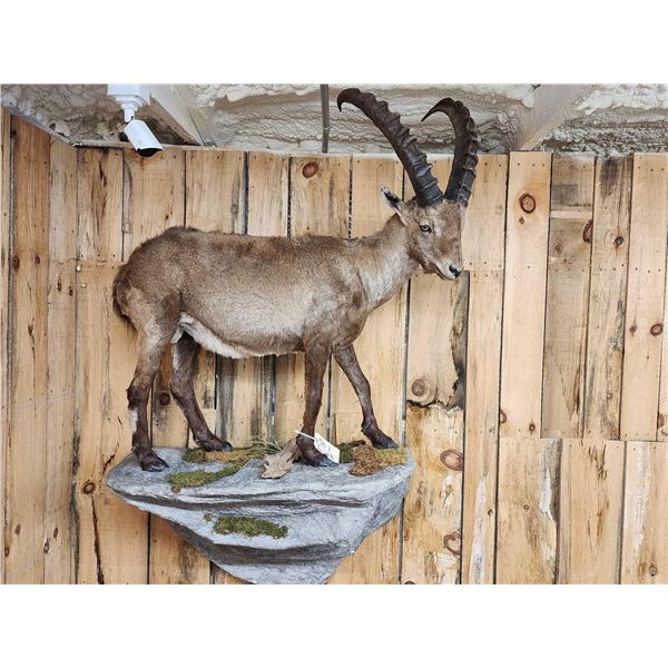 Alpine Ibex Full Body Taxidermy Mount