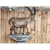 Image 1 : Alpine Ibex Full Body Taxidermy Mount