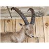 Image 2 : Alpine Ibex Full Body Taxidermy Mount
