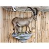 Image 3 : Alpine Ibex Full Body Taxidermy Mount