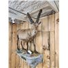 Image 4 : Alpine Ibex Full Body Taxidermy Mount