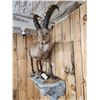 Image 5 : Alpine Ibex Full Body Taxidermy Mount
