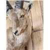 Image 6 : Alpine Ibex Full Body Taxidermy Mount
