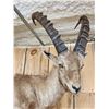 Image 7 : Alpine Ibex Full Body Taxidermy Mount