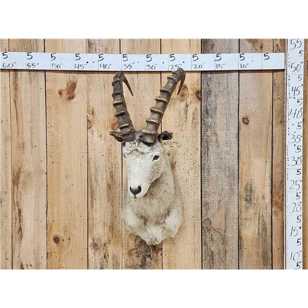Siberian Ibex Shoulder Mount Taxidermy