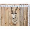 Image 1 : Siberian Ibex Shoulder Mount Taxidermy