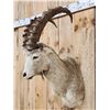 Image 2 : Siberian Ibex Shoulder Mount Taxidermy